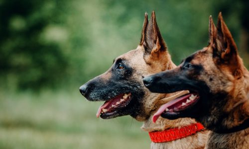 Working,Malinois,Dog.,Belgian,Shepherd,Dog.,Police,,Guard,Dog